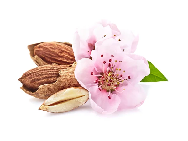 Kacang almond dengan bunga merah muda — Stok Foto