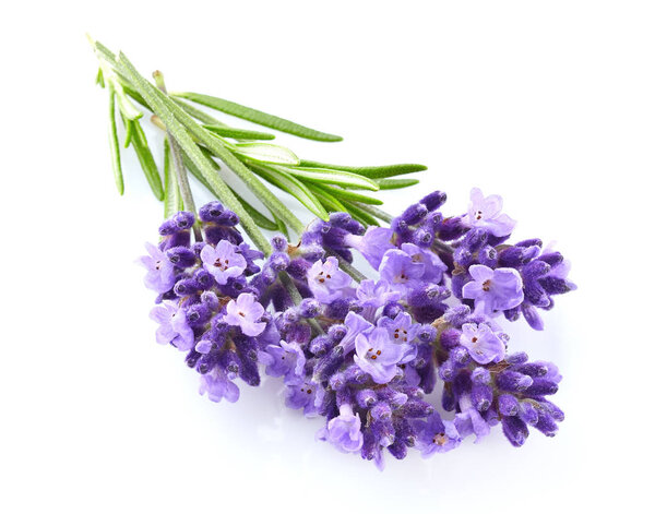 Лавандовые цветы крупным планом
