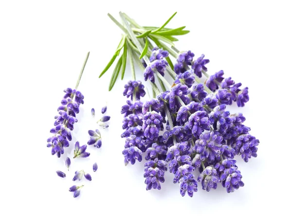 Lavendel Blumen Auf Weißem Hintergrund — Stockfoto