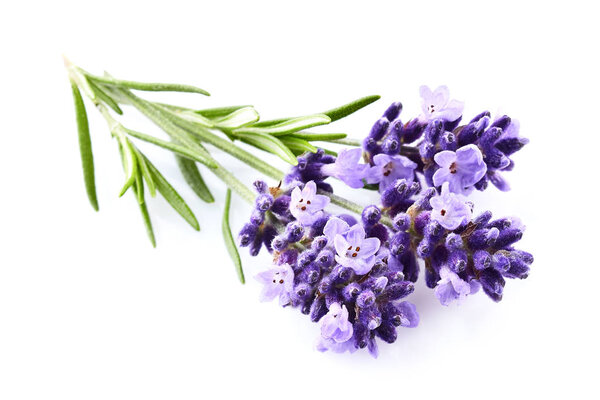 Лавандовые цветы на белом фоне
