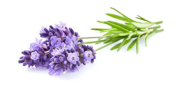 Lavender Flowers Closeup — Stock Photo, Image