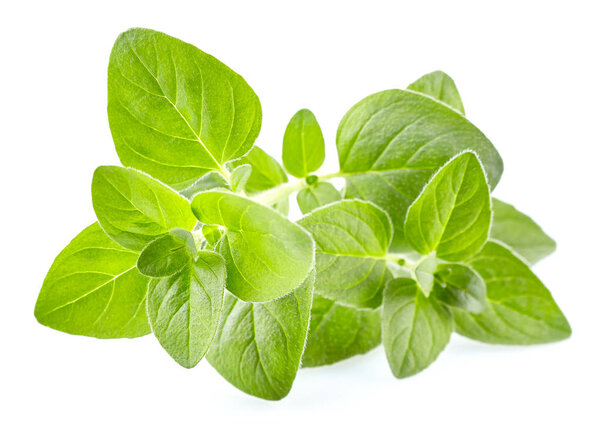 Oregano leaves in closeup