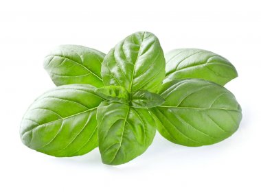 Fesleğen yaprakları yakın planda