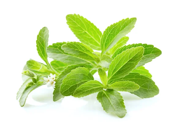 Stevia rebaudiana — Fotografia de Stock