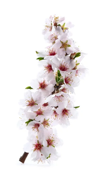 Ветвь цветения миндаля — стоковое фото
