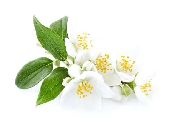 Jasminblüten Nahaufnahme Auf Weißem Hintergrund — Stockfoto