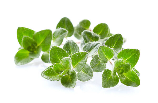 Oregano plant on white background