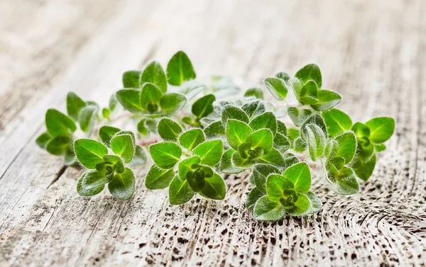 Tahta arka planda Oregano dalları