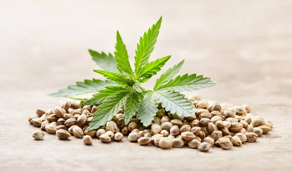 Heap Hempseeds Cannabis Plant Wooden Background — Stock Photo, Image