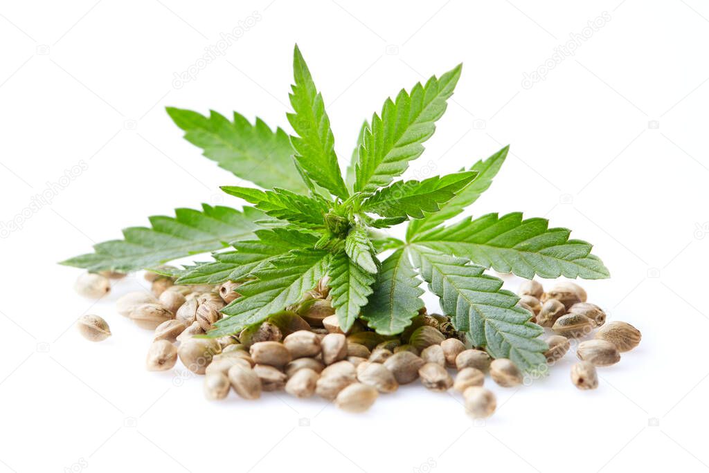 Hemp seeds with cannabis plant on white background