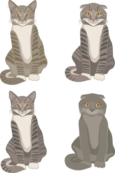 Conjunto Escocés Recta Escocés Pliegue Gatos — Vector de stock