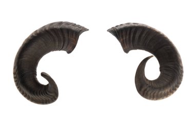 Pair of ram horns clipart