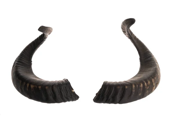 Pair of ram horns — Stock Photo, Image