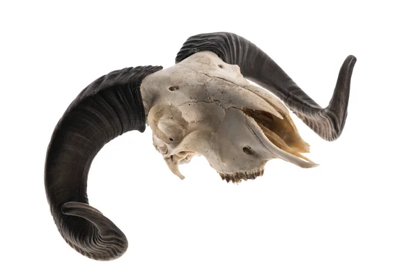 Ram skull with horns — Stock Photo, Image