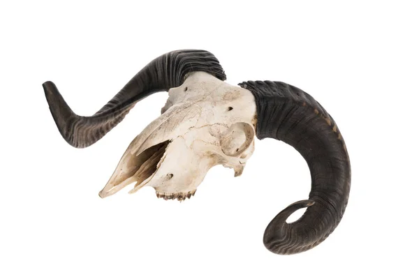 Crâne de bélier avec cornes — Photo