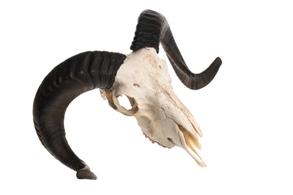 Ram skull with horns — Stock Photo, Image