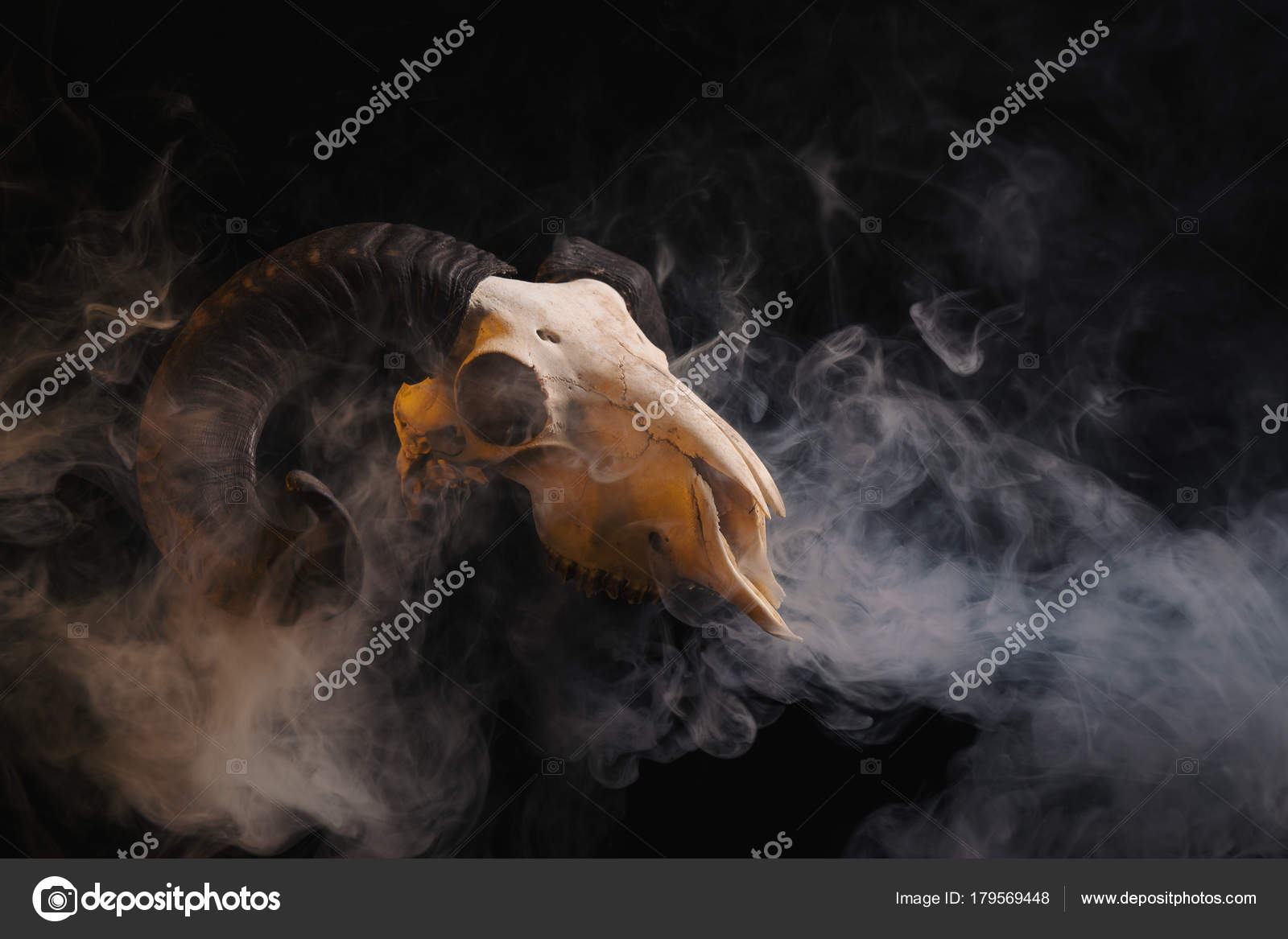Ram skull with horns Stock Photo by ©Elisanth 179569448