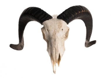 High angle view of a ram skull with horns  clipart