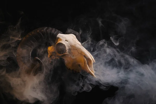 RAM schedel met hoorns — Stockfoto