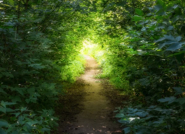 Path in a dark forest