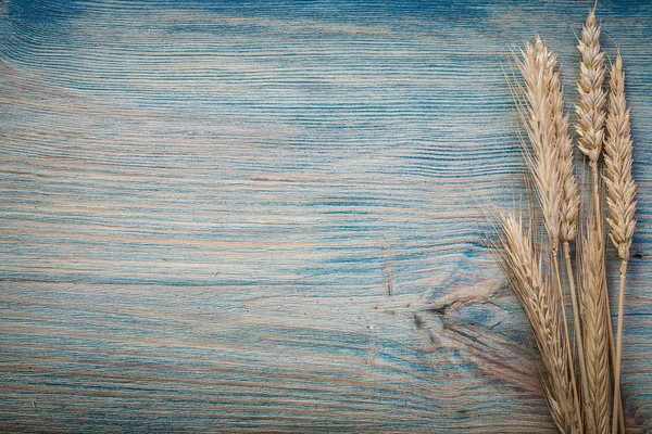 Wheat rye ears — Stock Photo, Image