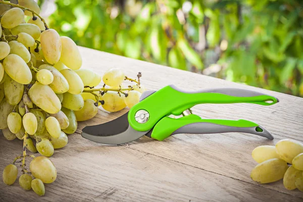 Garden secateurs and green grapes — Stock Photo, Image