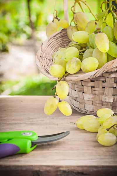 Sekatory ogrodowe i zielonych winogron — Zdjęcie stockowe