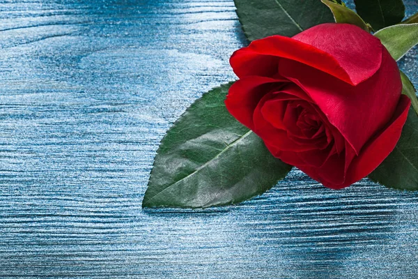 Розширена червона троянда на дерев'яній дошці концепція свята — стокове фото