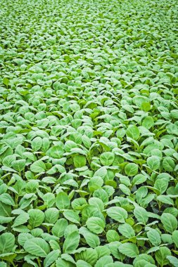 lahana görünümü genç bitkiler kadar kapatın