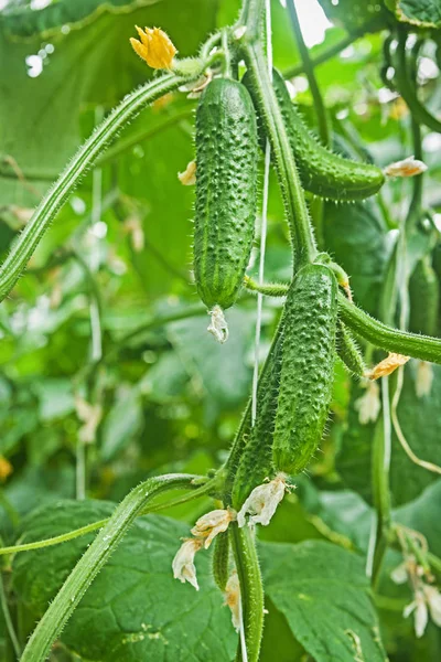 Cucumbers on plants close up view — Stock Photo, Image