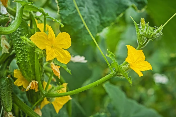 Flowers of cucumber close up view — Stock Photo, Image