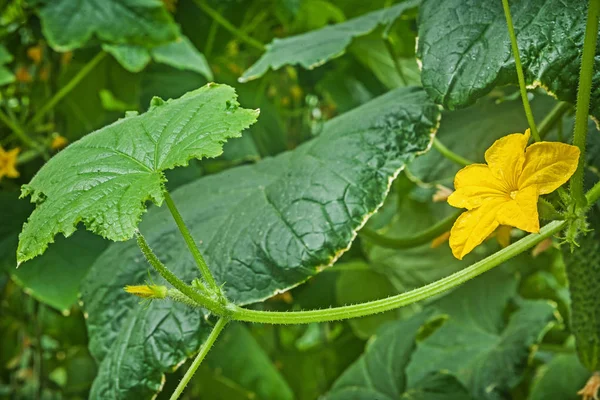 Bekijk op komkommer bloemen en planten — Stockfoto