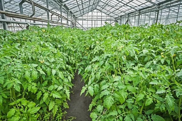 Kijk op tomaten planten in de kas — Stockfoto