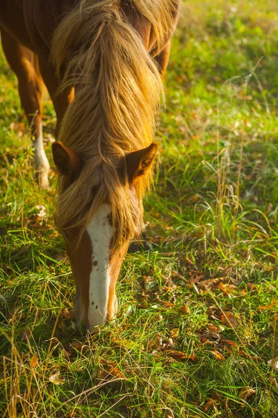 Κοντινό πλάνο προβολής καφετί άλογο τρώει χόρτο στην Ανατολή του ηλίου — Φωτογραφία Αρχείου