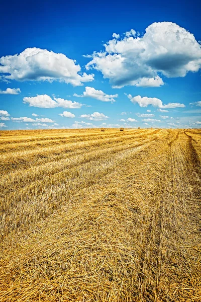 Vista no campo colhido de trigo com céu nublado — Fotografia de Stock