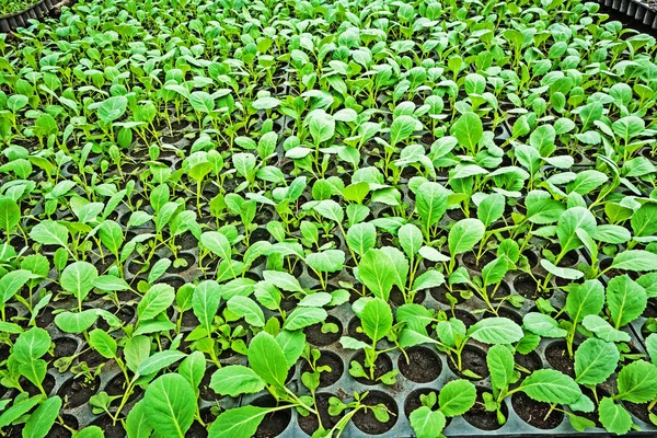 Seedlings of cabbage in the vegetable tray — Stock Photo, Image