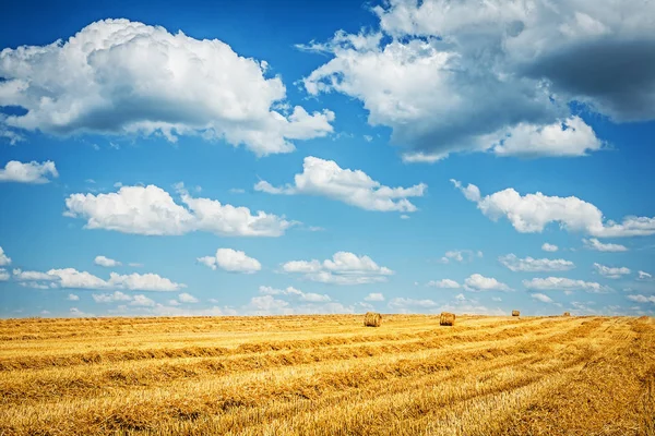 Pole pszenicy z pochmurnego nieba w czasie żniw — Zdjęcie stockowe