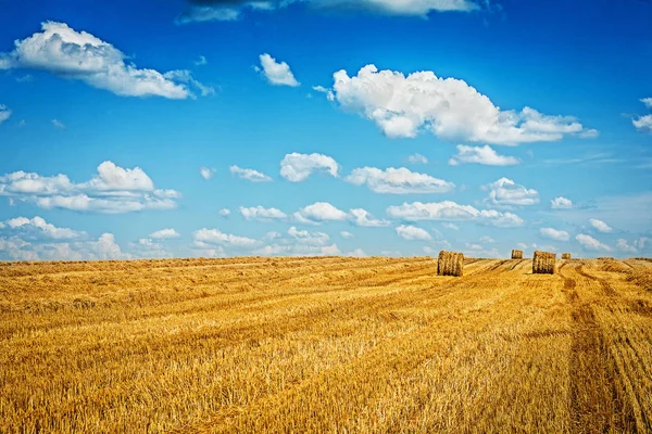 Field of wheat after harvesting — Stock Photo, Image