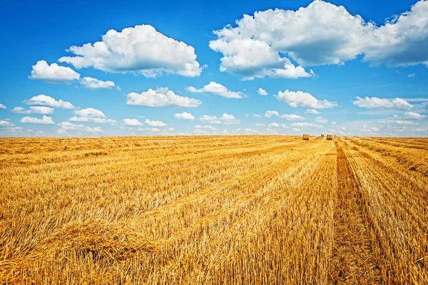 Campo cosechado de trigo y cielo —  Fotos de Stock