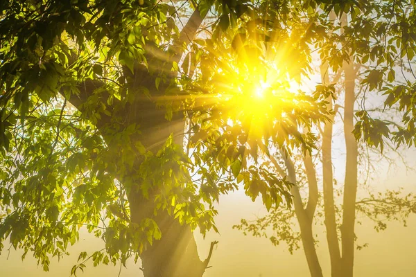Sun translucent through krone of tree — Stock Photo, Image