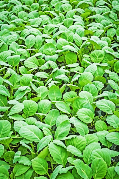 lahana dikey görünüm fidan kadar kapatın