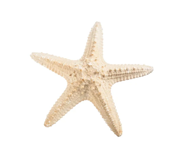 Starfish isolado em vista horizontal branca — Fotografia de Stock