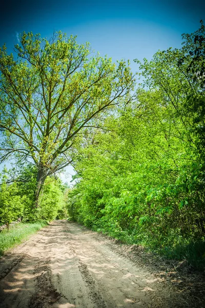 Sonniger Tag auf der Straße im Wald — Stockfoto