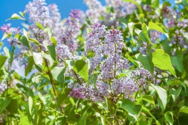 Eflatun çiçekler Görünümü Kapat