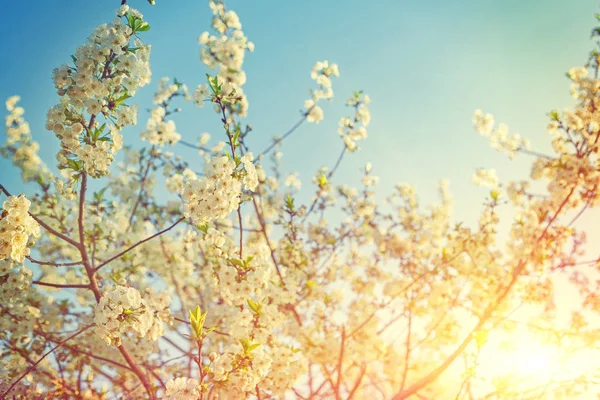 Gałęzie drzewa piękny słoneczny tło z kwitnących wiśni — Zdjęcie stockowe