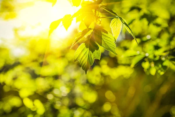 Folhas verdes vista close-up — Fotografia de Stock