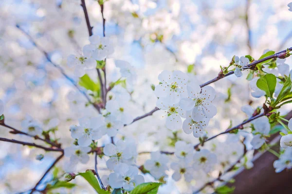 Blossom Cherry närbild Visa på lilla gren — Stockfoto