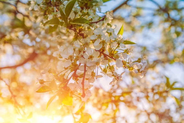 Traslusent sun trough blossoming branches of cherry tree — Stock Photo, Image