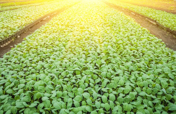 Plantering av unga plantor kål på nära håll se — Stockfoto