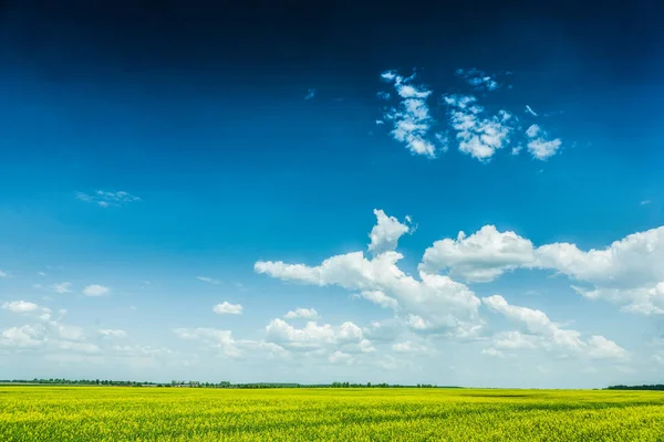 Vista no céu nublado e campo amarelo dia ensolarado — Fotografia de Stock